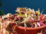 ../thumbnails/070-071.jpg.small.jpeg