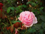 ../thumbnails/071-072.jpg.small.jpeg